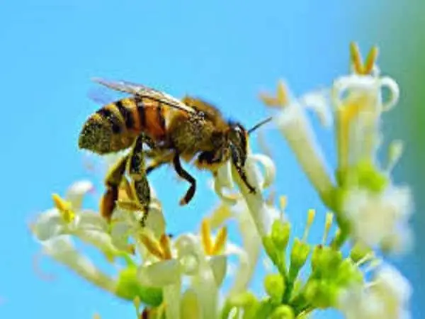 Giải Mã Ý Nghĩa Và Điềm Báo Giấc Mơ Thấy Tổ Ong Kèm Con Số May Mắn Giải Mã Ý Nghĩa Và Điềm Báo Giấc Mơ Thấy Tổ Ong Kèm Con Số May Mắn
