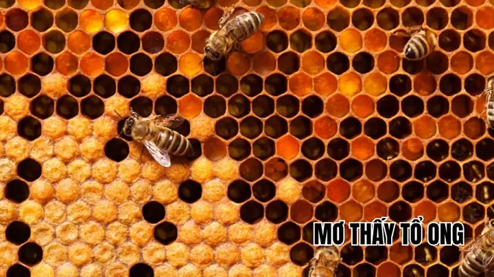 Giải Mã Ý Nghĩa Và Điềm Báo Giấc Mơ Thấy Tổ Ong Kèm Con Số May Mắn Giải Mã Ý Nghĩa Và Điềm Báo Giấc Mơ Thấy Tổ Ong Kèm Con Số May Mắn