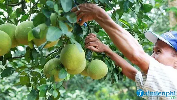 Nằm Mơ Thấy Trái Cây Chín: Ý Nghĩa, Điềm Báo Và Con Số May Mắn