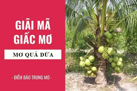 Giải Mã Giấc Mơ Trái Dừa Khô: Ý Nghĩa Điềm Báo Và Con Số Đánh Đề Cho Người Chơi Lô Đề