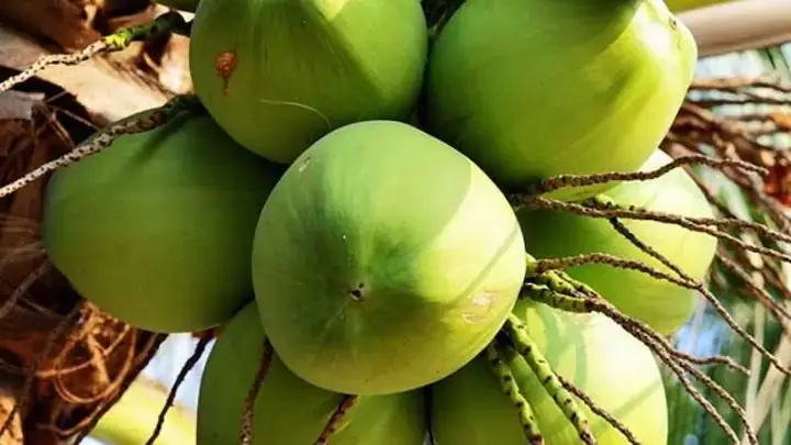 Giải Mã Giấc Mơ Trái Dừa Khô: Ý Nghĩa Điềm Báo Và Con Số Đánh Đề Cho Người Chơi Lô Đề