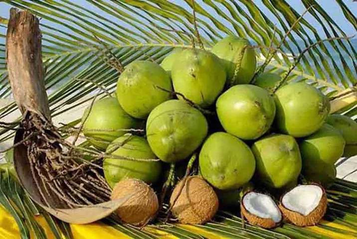 Giải Mã Giấc Mơ Trái Dừa Khô: Ý Nghĩa Điềm Báo Và Con Số Đánh Đề Cho Người Chơi Lô Đề