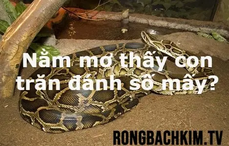 Nằm Mơ Thấy Trăn Đánh Số Mấy? Giải Mã Số May Mắn Và Ý Nghĩa Chi Tiết