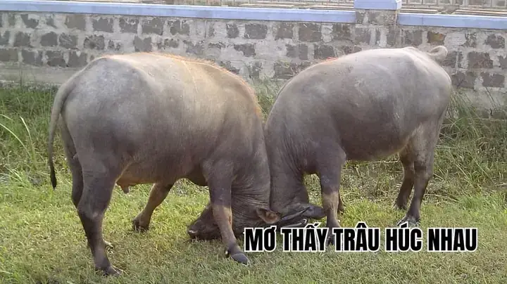 Giải Mã Giấc Mơ Thấy Trâu Đuổi Mình: Điềm Báo Và Con Số May Mắn Cho Người Mơ Giải Mã Giấc Mơ Thấy Trâu Đuổi Mình: Điềm Báo Và Con Số May Mắn Cho Người Mơ