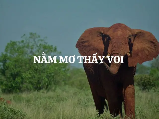 Giải Mã Ý Nghĩa, Điềm Báo Giấc Mơ Thấy Voi Chết Và Con Số Liên Quan