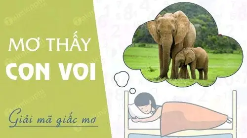 Giải Mã Ý Nghĩa Giấc Mơ Thấy Voi Xám: Điềm Báo & Con Số May Mắn