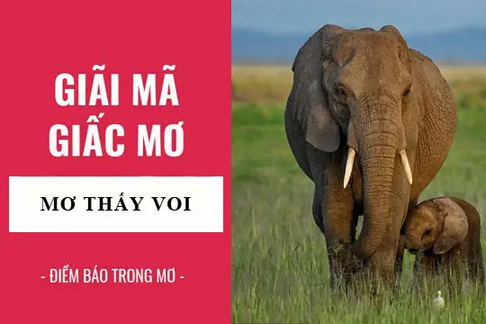 Giải Mã Ý Nghĩa Giấc Mơ Thấy Voi Xám: Điềm Báo & Con Số May Mắn