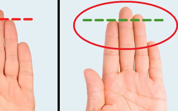 Ngón Trỏ Dài Hơn Ngón Nhẫn Ý Nghĩa Gì? Giải Mã Nhân Tướng, Tính Cách Và Khoa Học Tỷ Lệ 2d:4d Ngón Trỏ Dài Hơn Ngón Nhẫn Ý Nghĩa Gì? Giải Mã Nhân Tướng, Tính Cách Và Khoa Học Tỷ Lệ 2d:4d