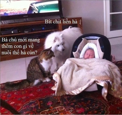Những Hình Ảnh Hài Hước Nhất Thế Giới Mà Bạn Không Thể Bỏ Qua – Bộ Sưu Tập Cực Chất Cho Người Yêu Meme Những Hình Ảnh Hài Hước Nhất Thế Giới Mà Bạn Không Thể Bỏ Qua – Bộ Sưu Tập Cực Chất Cho Người Yêu Meme