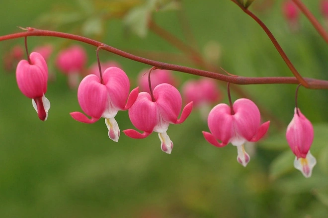 10 Bộ Sưu Tập Hình Ảnh Các Loài Hoa Đẹp Nhất Thế Giới Dành Cho Người Yêu Thiên Nhiên 10 Bộ Sưu Tập Hình Ảnh Các Loài Hoa Đẹp Nhất Thế Giới Dành Cho Người Yêu Thiên Nhiên