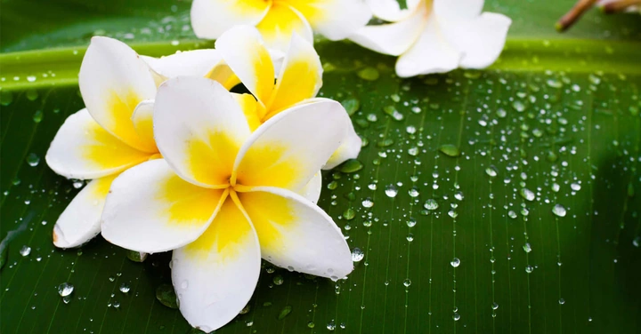10 Bộ Sưu Tập Hình Ảnh Các Loài Hoa Đẹp Nhất Thế Giới Dành Cho Người Yêu Thiên Nhiên 10 Bộ Sưu Tập Hình Ảnh Các Loài Hoa Đẹp Nhất Thế Giới Dành Cho Người Yêu Thiên Nhiên