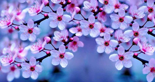 10 Bộ Sưu Tập Hình Ảnh Các Loài Hoa Đẹp Nhất Thế Giới Dành Cho Người Yêu Thiên Nhiên 10 Bộ Sưu Tập Hình Ảnh Các Loài Hoa Đẹp Nhất Thế Giới Dành Cho Người Yêu Thiên Nhiên