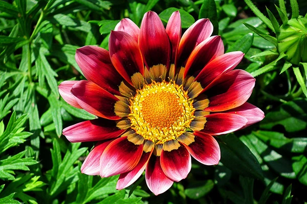 10 Bộ Sưu Tập Hình Ảnh Các Loài Hoa Đẹp Nhất Thế Giới Dành Cho Người Yêu Thiên Nhiên 10 Bộ Sưu Tập Hình Ảnh Các Loài Hoa Đẹp Nhất Thế Giới Dành Cho Người Yêu Thiên Nhiên