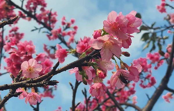 10 Bộ Sưu Tập Hình Ảnh Các Loài Hoa Đẹp Nhất Thế Giới Dành Cho Người Yêu Thiên Nhiên 10 Bộ Sưu Tập Hình Ảnh Các Loài Hoa Đẹp Nhất Thế Giới Dành Cho Người Yêu Thiên Nhiên