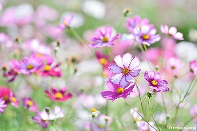 10 Bộ Sưu Tập Hình Ảnh Các Loài Hoa Đẹp Nhất Thế Giới Dành Cho Người Yêu Thiên Nhiên 10 Bộ Sưu Tập Hình Ảnh Các Loài Hoa Đẹp Nhất Thế Giới Dành Cho Người Yêu Thiên Nhiên