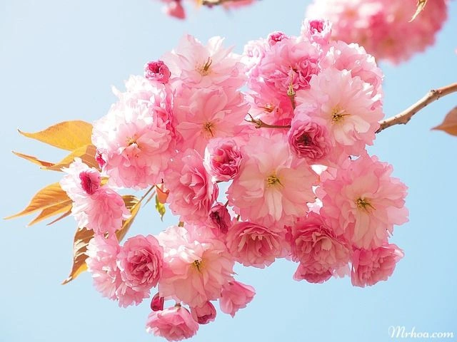 10 Bộ Sưu Tập Hình Ảnh Các Loài Hoa Đẹp Nhất Thế Giới Dành Cho Người Yêu Thiên Nhiên 10 Bộ Sưu Tập Hình Ảnh Các Loài Hoa Đẹp Nhất Thế Giới Dành Cho Người Yêu Thiên Nhiên
