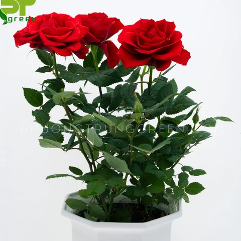 10 Bộ Sưu Tập Hình Ảnh Các Loài Hoa Đẹp Nhất Thế Giới Dành Cho Người Yêu Thiên Nhiên 10 Bộ Sưu Tập Hình Ảnh Các Loài Hoa Đẹp Nhất Thế Giới Dành Cho Người Yêu Thiên Nhiên