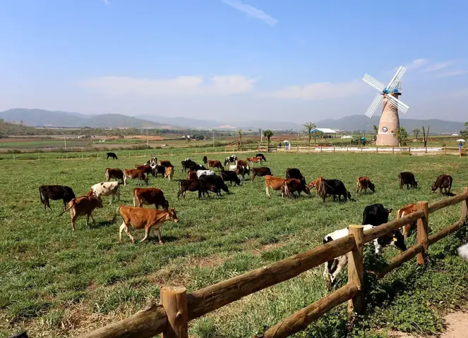 Hướng Dẫn Chi Tiết Khám Phá Nông Trại Bò Sữa Đà Lạt (dalat Milk Farm) – Lộ Trình, Điểm Check‑in Và Mẹo Du Lịch