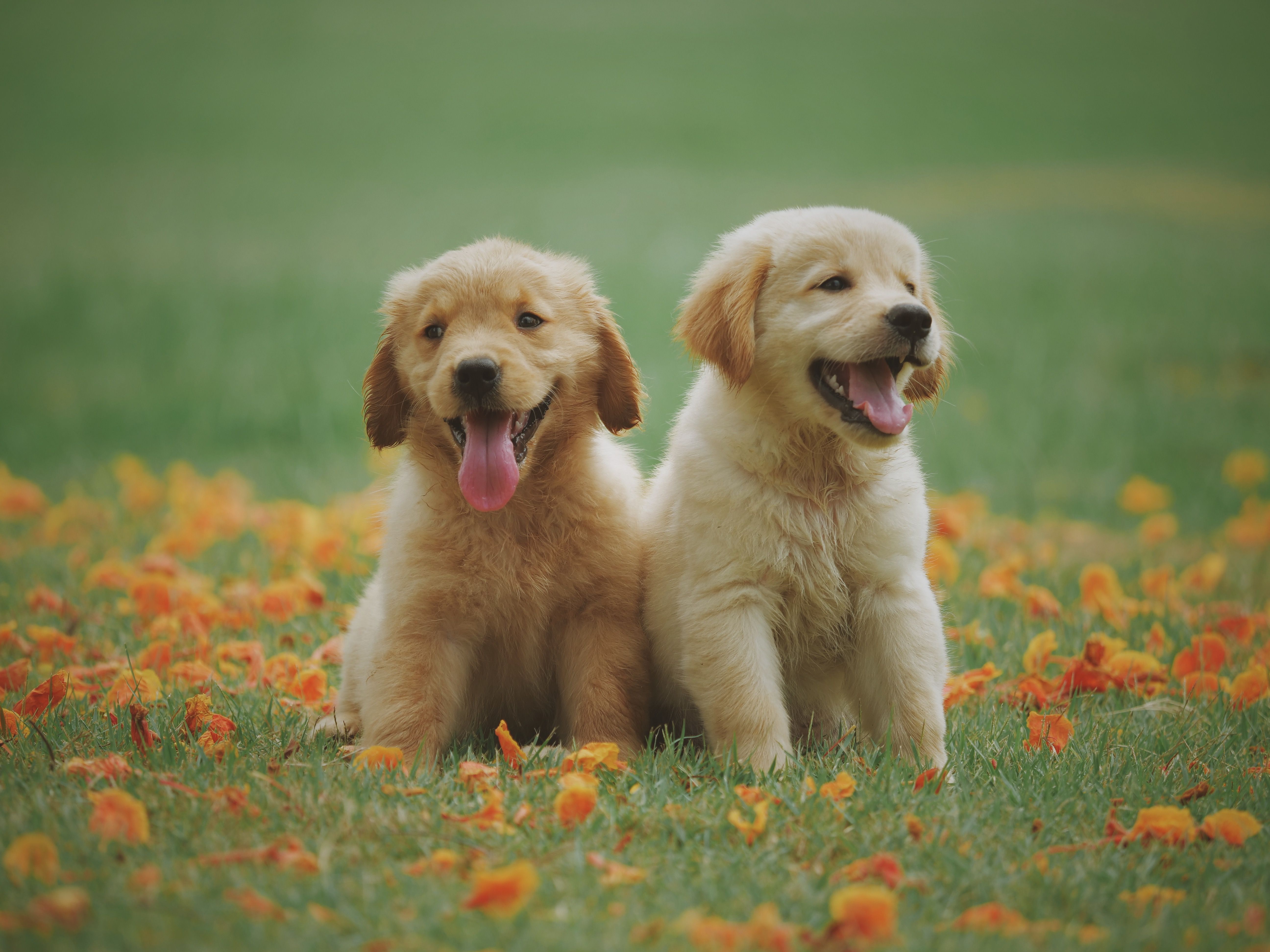 Golden vs Labrador