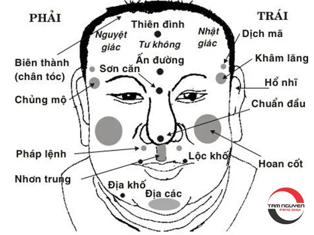 Hướng Dẫn Xem Tướng Số (nhân Tướng Học) Chi Tiết: Từ Khái Niệm, Quy Trình Chuẩn Đến Ý Nghĩa Các Bộ Phận Khuôn Mặt