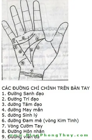 Hướng Dẫn Xem Tướng Số (nhân Tướng Học) Chi Tiết: Từ Khái Niệm, Quy Trình Chuẩn Đến Ý Nghĩa Các Bộ Phận Khuôn Mặt