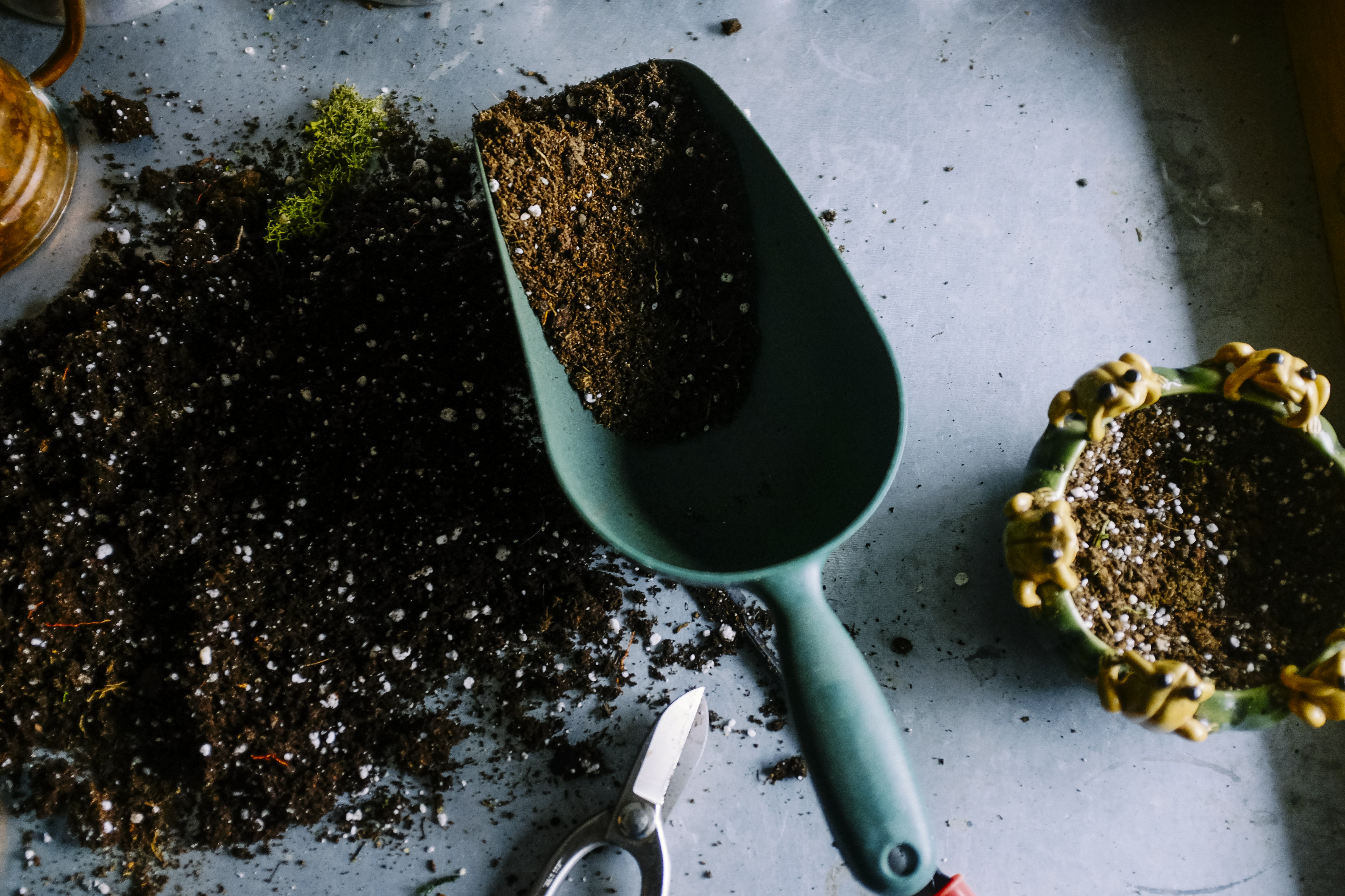 Minh họa kho ảnh Unsplash với cây dây leo