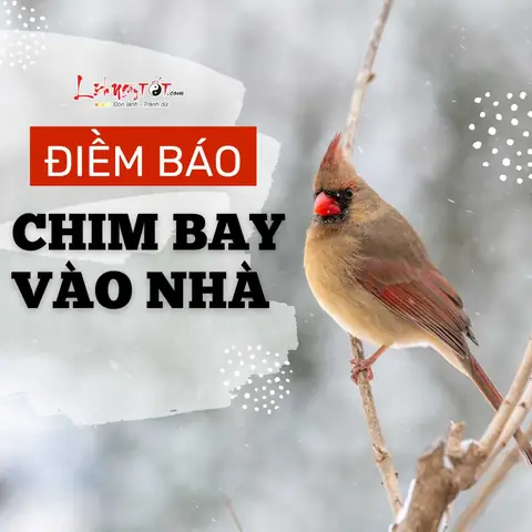 Giải Nghĩa Quả Rơi Vào Người Là Điềm Báo Gì: May Mắn Hay Xui Xẻo Theo Dân Gian Giải Nghĩa Quả Rơi Vào Người Là Điềm Báo Gì: May Mắn Hay Xui Xẻo Theo Dân Gian