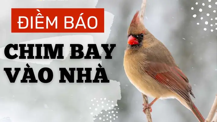 Giải Nghĩa Quả Rơi Vào Người Là Điềm Báo Gì: May Mắn Hay Xui Xẻo Theo Dân Gian Giải Nghĩa Quả Rơi Vào Người Là Điềm Báo Gì: May Mắn Hay Xui Xẻo Theo Dân Gian