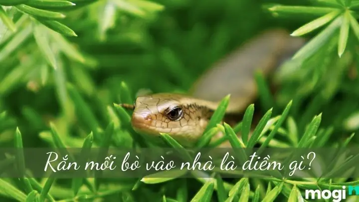 Giải Mã Điềm Báo Rắn Mối Vào Nhà: Tốt Hay Xấu, May Mắn Hay Hiện Tượng Tự Nhiên? Giải Mã Điềm Báo Rắn Mối Vào Nhà: Tốt Hay Xấu, May Mắn Hay Hiện Tượng Tự Nhiên?