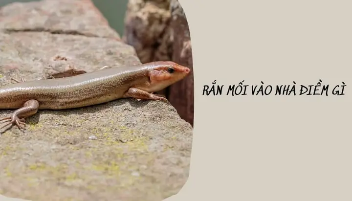 Giải Mã Điềm Báo Rắn Mối Vào Nhà: Tốt Hay Xấu, May Mắn Hay Hiện Tượng Tự Nhiên? Giải Mã Điềm Báo Rắn Mối Vào Nhà: Tốt Hay Xấu, May Mắn Hay Hiện Tượng Tự Nhiên?