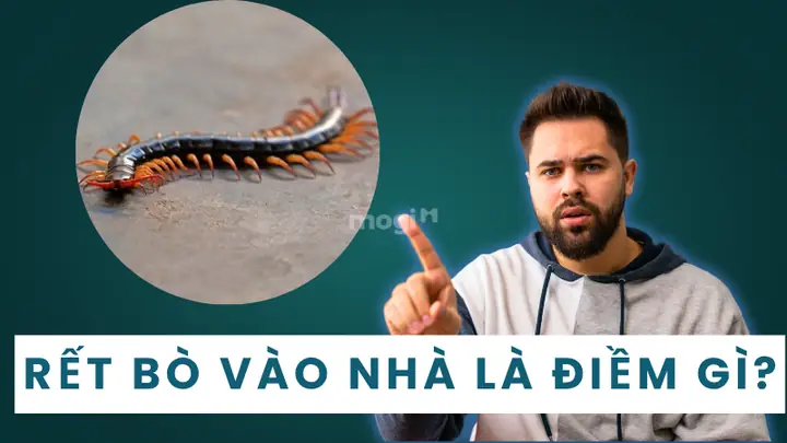 Giải Mã Rết Bò Vào Nhà Là Điềm Gì Theo Quan Niệm Dân Gian Và Cách Xử Lý Giải Mã Rết Bò Vào Nhà Là Điềm Gì Theo Quan Niệm Dân Gian Và Cách Xử Lý