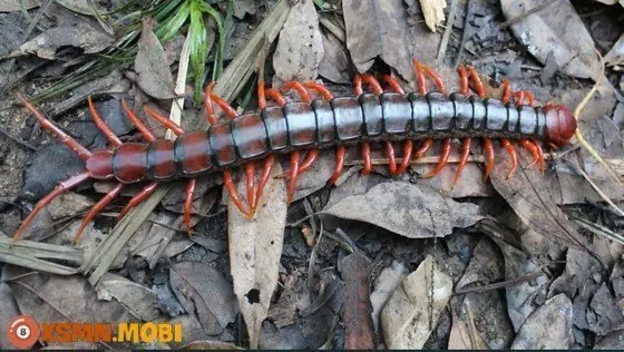 Giải Mã Rết Bò Vào Nhà Là Điềm Báo Gì: Ý Nghĩa Lành Dữ Cho Gia Chủ Giải Mã Rết Bò Vào Nhà Là Điềm Báo Gì: Ý Nghĩa Lành Dữ Cho Gia Chủ
