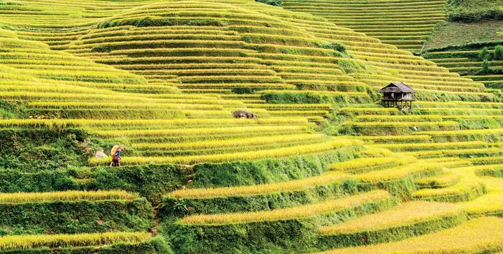 Khám Phá Ruộng Bậc Thang Ở Tây Bắc – Kỳ Quan Đất Nước Và Kinh Nghiệm Ngắm Cảnh