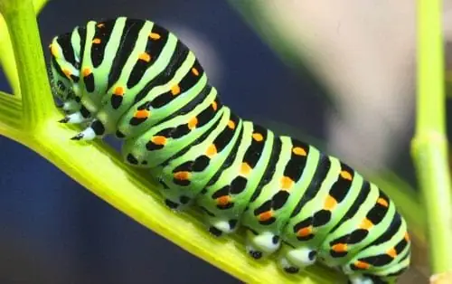 Hướng Dẫn Xử Lý Khi Sâu Róm Bụ Vào Áo Gây Ngứa Và Giải Mã Điềm Báo Liên Quan Hướng Dẫn Xử Lý Khi Sâu Róm Bụ Vào Áo Gây Ngứa Và Giải Mã Điềm Báo Liên Quan