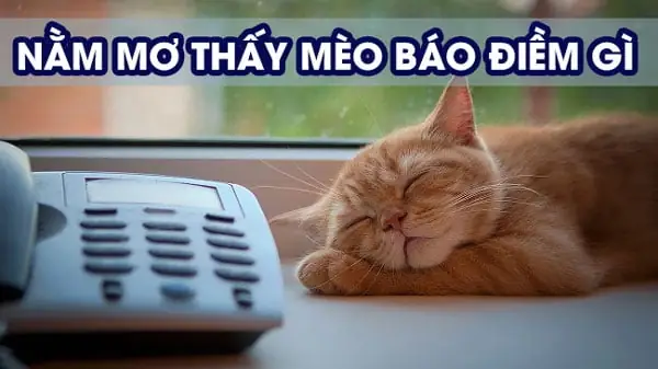 Sổ Mơ Lô Đề Các Con Vật: Bảng Giải Mã Giấc Mơ Thành Số Chuẩn Nhất