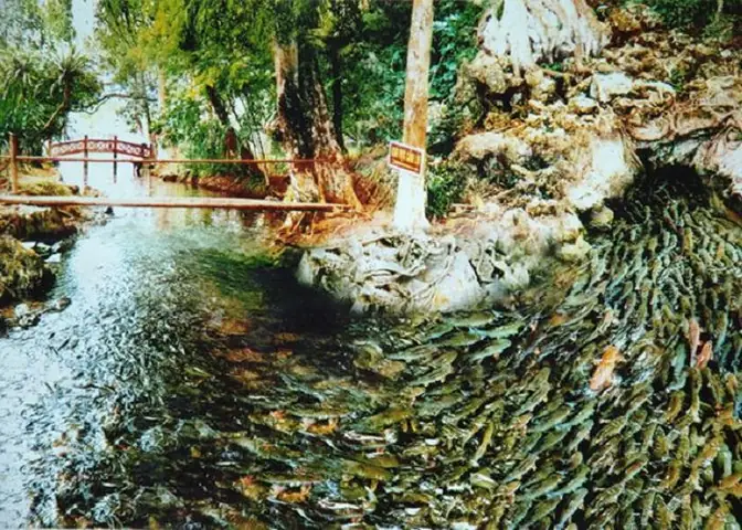 Khám Phá Suối Cá Thần Cẩm Lương Cẩm Thủy Thanh Hóa: Giới Thiệu, Vị Trí Và Kinh Nghiệm Du Lịch