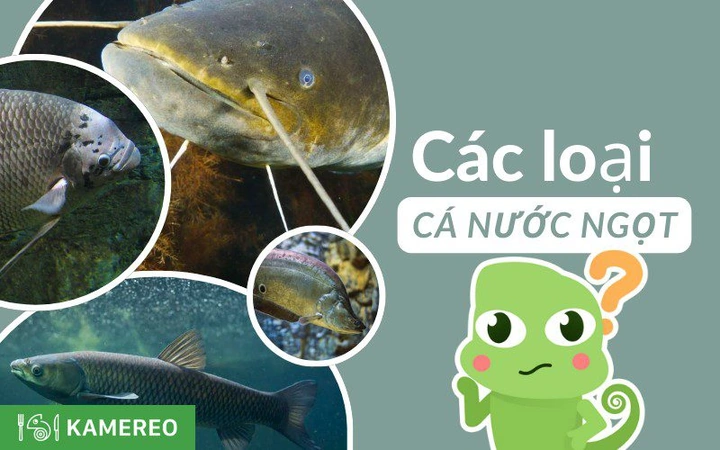 Danh Sách Đầy Đủ Tên Và Hình Ảnh Các Loại Cá Nước Ngọt – Hướng Dẫn Chi Tiết Cho Người Yêu Thích Thủy Sinh Và Ẩm Thực Việt