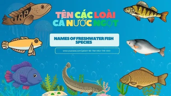 Danh Sách Đầy Đủ Tên Và Hình Ảnh Các Loại Cá Nước Ngọt – Hướng Dẫn Chi Tiết Cho Người Yêu Thích Thủy Sinh Và Ẩm Thực Việt