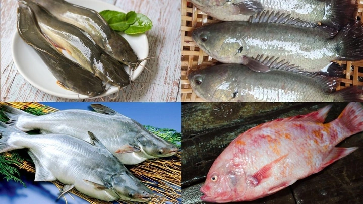 Danh Sách Đầy Đủ Tên Và Hình Ảnh Các Loại Cá Nước Ngọt – Hướng Dẫn Chi Tiết Cho Người Yêu Thích Thủy Sinh Và Ẩm Thực Việt