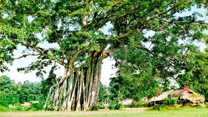 Thuyết Minh Về Cây Đa Tân Trào: Biểu Tượng Lịch Sử Cách Mạng Tại Tuyên Quang