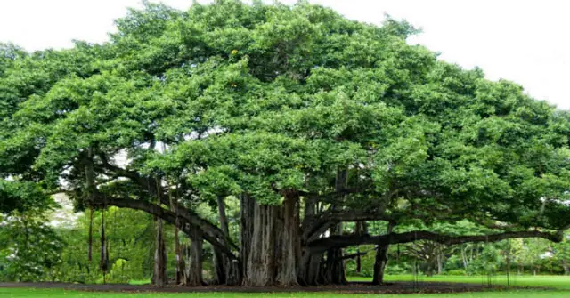 Thuyết Minh Về Cây Đa Tân Trào: Biểu Tượng Lịch Sử Cách Mạng Tại Tuyên Quang