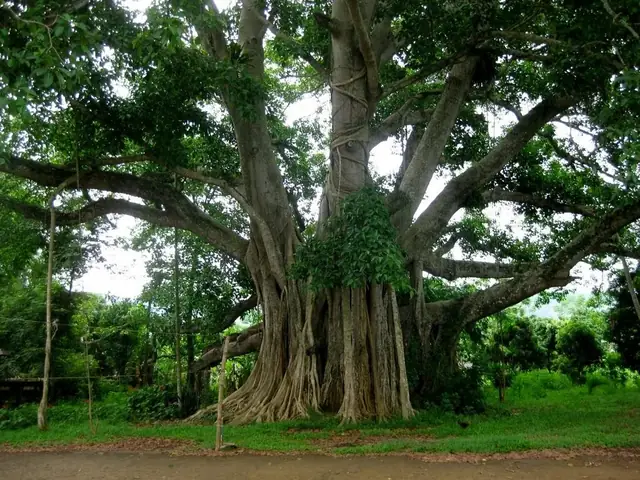 Thuyết Minh Về Cây Đa Tân Trào: Biểu Tượng Lịch Sử Cách Mạng Tại Tuyên Quang