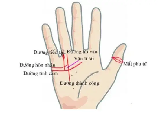 Tướng Bàn Tay Sung Sướng: 10+ Dấu Hiệu Nhận Biết Người Giàu Có, Phúc Lộc Trọn Vẹn