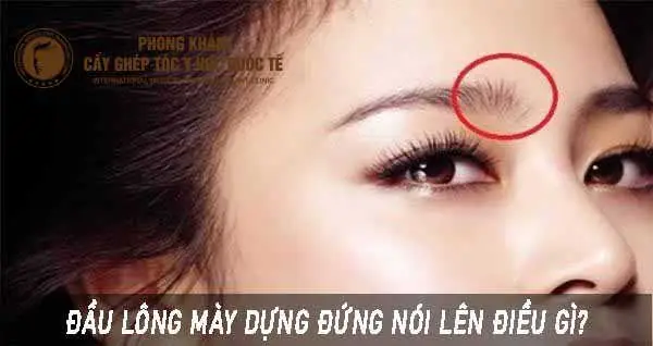 Luận Giải Tướng Lông Mày Dựng Đứng: Ý Nghĩa Tính Cách Và Vận Mệnh Theo Nhân Tướng Học Luận Giải Tướng Lông Mày Dựng Đứng: Ý Nghĩa Tính Cách Và Vận Mệnh Theo Nhân Tướng Học