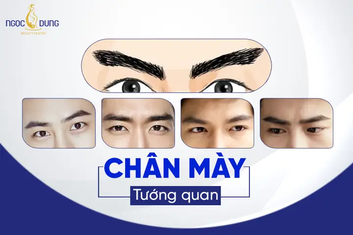 Giải Nghĩa Lông Mày Tướng Làm Quan Và Ý Nghĩa Tướng Số Ở Nam, Nữ Giải Nghĩa Lông Mày Tướng Làm Quan Và Ý Nghĩa Tướng Số Ở Nam, Nữ