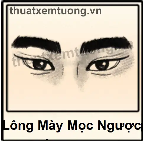 Giải Nghĩa Tướng Lông Mày Trổ Ngược Và Ý Nghĩa Nhân Tướng Học Cho Nam Nữ Giải Nghĩa Tướng Lông Mày Trổ Ngược Và Ý Nghĩa Nhân Tướng Học Cho Nam Nữ