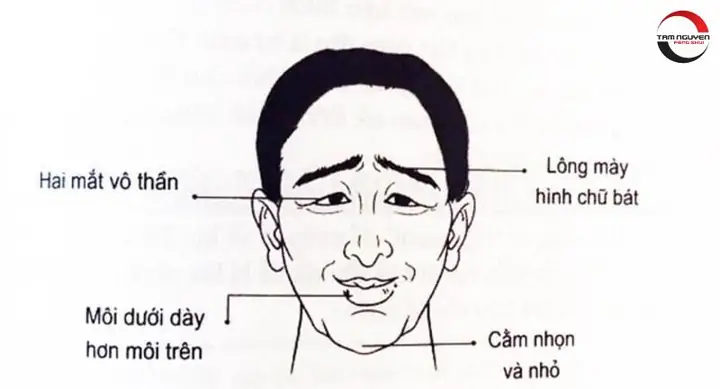 Xem Tướng Mặt Và Chỉ Tay Xuất Ngoại: Các Dấu Hiệu Nhận Biết Chi Tiết, Chuẩn Xác Theo Nhân Tướng Học Xem Tướng Mặt Và Chỉ Tay Xuất Ngoại: Các Dấu Hiệu Nhận Biết Chi Tiết, Chuẩn Xác Theo Nhân Tướng Học