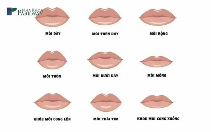 Tướng Người Da Mặt Mỏng Là Gì? Ý Nghĩa Nhân Tướng Học, Tính Cách Và Vận Mệnh Nam Nữ Chi Tiết