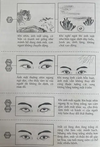 Giải Mã Tướng Mặt Khỉ: Đặc Điểm Nhận Diện, Tính Cách & Vận Mệnh Theo Nhân Tướng Học Giải Mã Tướng Mặt Khỉ: Đặc Điểm Nhận Diện, Tính Cách & Vận Mệnh Theo Nhân Tướng Học