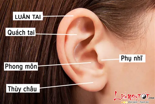 Tướng Số Lỗ Tai: Phân Loại Dáng Tai, Ý Nghĩa Vận Mệnh Và Cách Xem Tài Lộc – Trường Thọ Chi Tiết Tướng Số Lỗ Tai: Phân Loại Dáng Tai, Ý Nghĩa Vận Mệnh Và Cách Xem Tài Lộc – Trường Thọ Chi Tiết